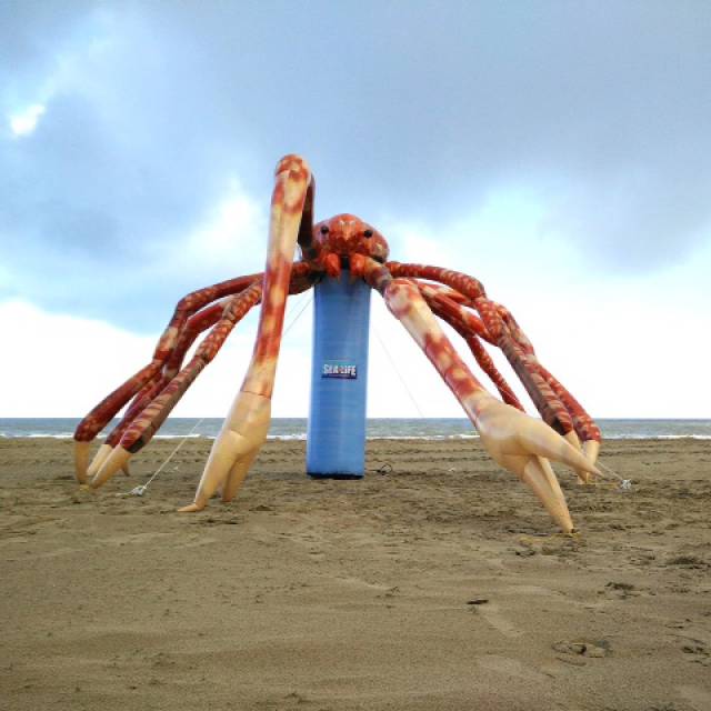 Giant inflatable logos inflatable Japanese spider crab Macrocheira kaempferi on a Belgian beach made for Sea Life Aquarium Blankenberge part of Merlin Entertainments Group X-Treme Creations