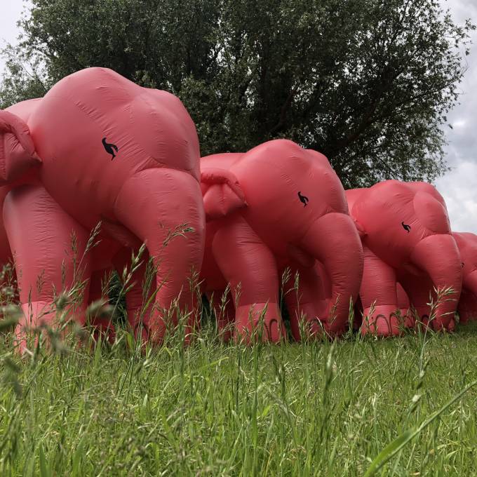 Large inflatable promotional material | X-Treme Creations Inflatable elephants Delirium with permanent blower grazing in Zaventem before they will travel into the wide world for the Huyghe Brewery POS/POP  & Promotion and gadgets  &  Huyghe Brewery X-Treme Creations